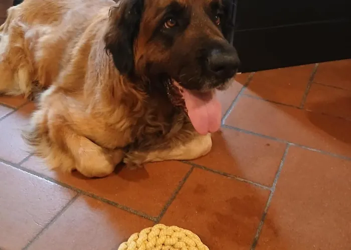 Apartament C E Posto Per Te Petfriendly *