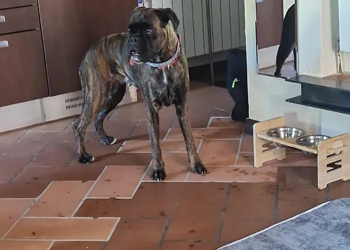 C E Posto Per Te Petfriendly