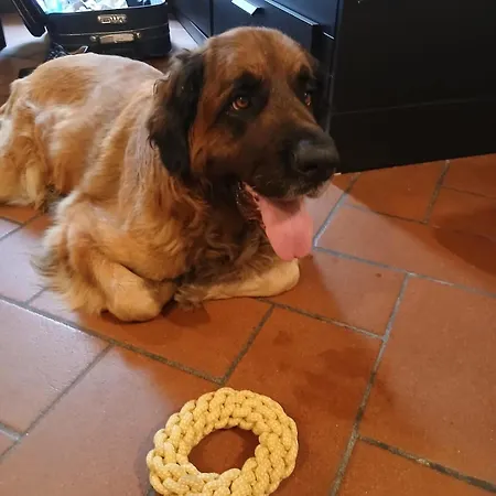 Appartement C E Posto Per Te Petfriendly *