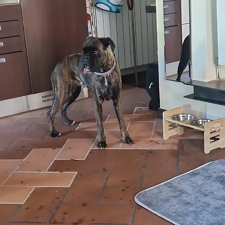 C E Posto Per Te Petfriendly