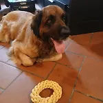 Apartmán C E Posto Per Te Petfriendly *